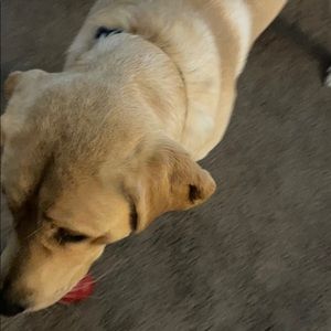 Meet your Posher, Samuel